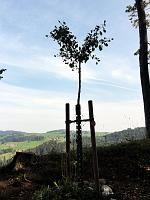  25. September 2011 - endlich konnte ich wieder zu Samuel hochsteigen - der Ginkgo bekommt langsam seine Herbstfarbe